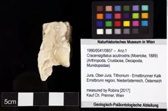 Foto (Objket + Etiketten) von Cracensigillatus acutirostris (Moericke, 1889) 